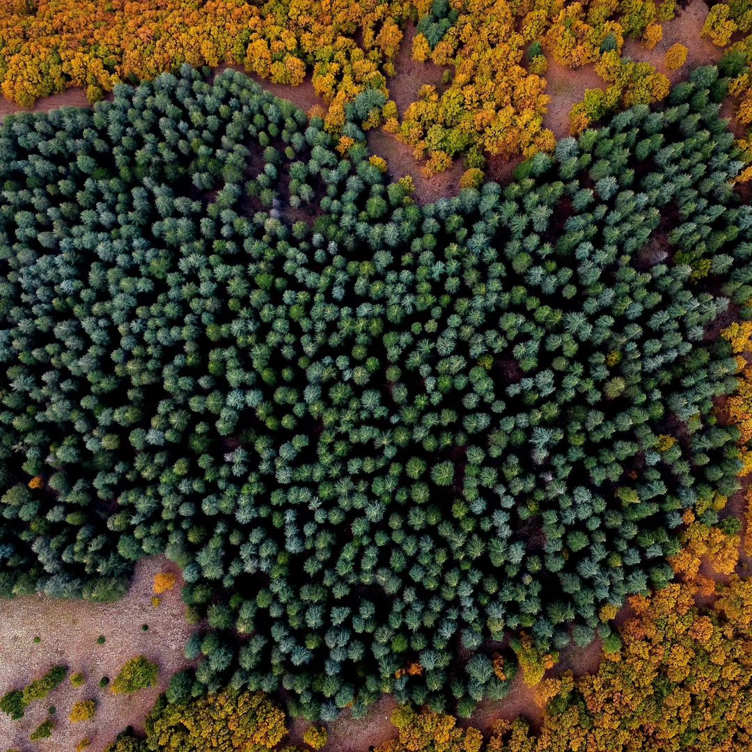 thisishatay's tweet photo. H🌲SS🌲

📸 @burhan__ates
#thisishatay
#türkiye #turkey #hatay #antakya #iskenderun #arsuz #belen #dörtyol #samandağ #defne #kırıkhan #reyhanlı #altınözü #hassa #erzin #payas #yayladağı #kumlu #antioch #showmeturkey #comeseeturkey #yourshotphotographer #anadoludabiryer #trees https://t.co/0cyPOWlGaM