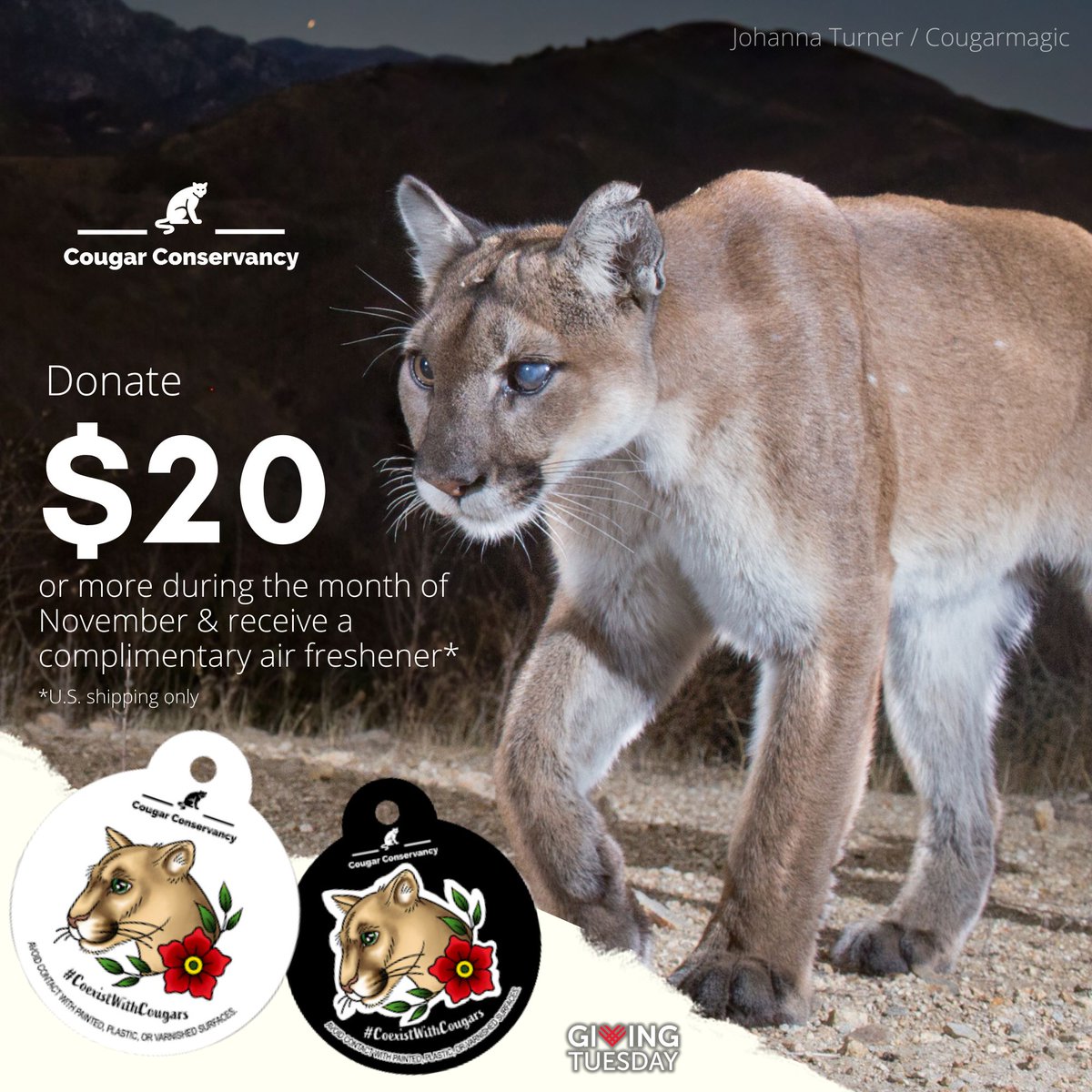 CougarConserv's tweet photo. #GivingTuesday is not just about raising funds; it's a day of collective action. Your end-of-year gift to the Cougar Conservancy is a vital investment in the future of these remarkable cats. Together, let's help communities #CoexistWithCougars. 🐾
https://t.co/9q0f0xKD6w https://t.co/ywzEAWMsOt
