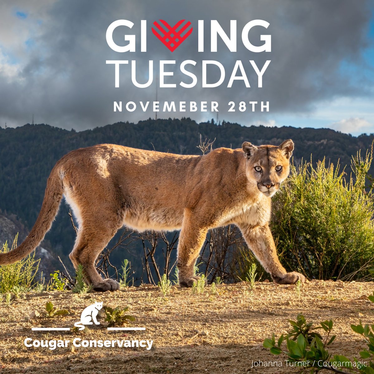 CougarConserv's tweet photo. #GivingTuesday is not just about raising funds; it's a day of collective action. Your end-of-year gift to the Cougar Conservancy is a vital investment in the future of these remarkable cats. Together, let's help communities #CoexistWithCougars. 🐾
https://t.co/9q0f0xKD6w https://t.co/ywzEAWMsOt