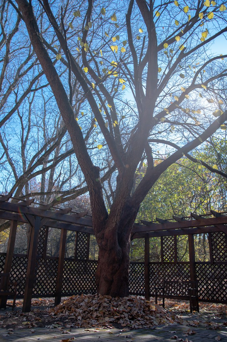 📍Silver Lake Nature Center is home to Bucks County’s newest champion tree!!! 🌲🌴🌳 Read more: tinyurl.com/wej2vmt3