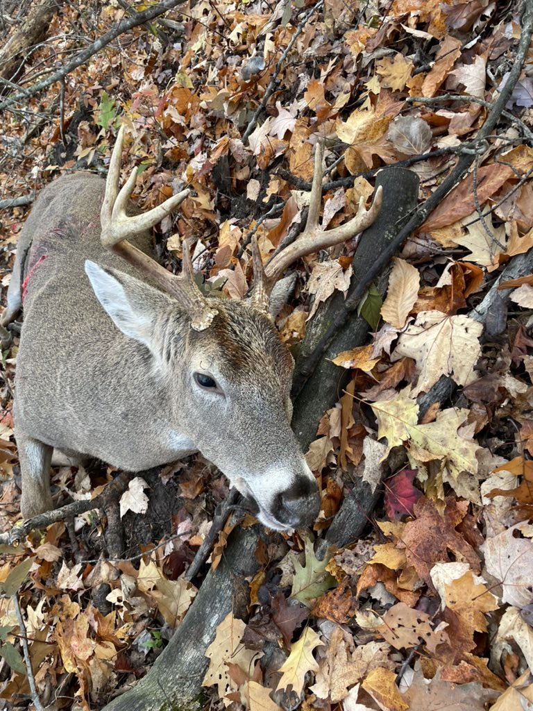 Got a decent 8 point this morning. #deer #hunting #puremichigan
