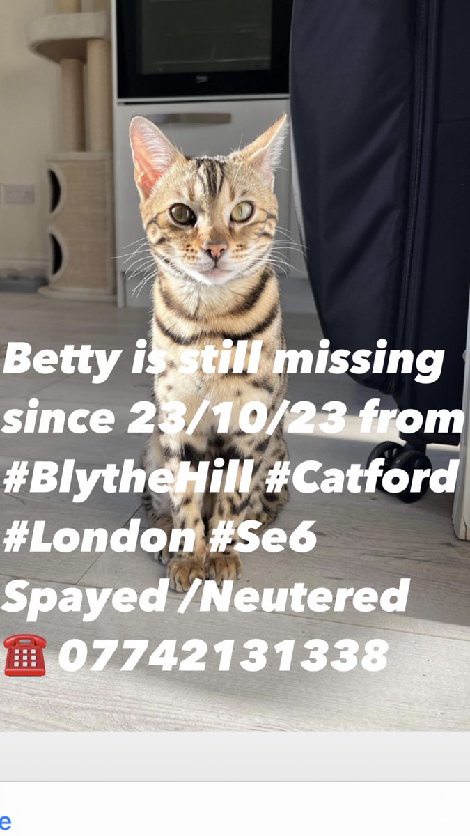 JacquiSaid's tweet photo. Betty has been missing since 23/10/23 #BlytheHill #Catford #London #Se6 area . @MissingPetsGB @CatsMissing #Stolencats there was a #Gumtree post that has disappeared in #Croydon area . @JohnDaffern2 @CatsProtection @HunnyJax https://t.co/cedUW8Blpo