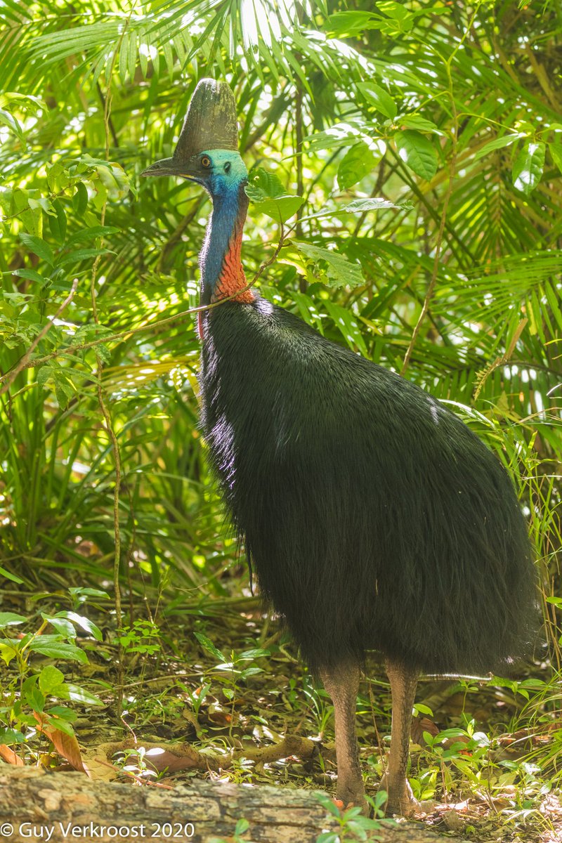 CassowaryCorner's tweet photo. #1390 #cassowary #birdphotography #birding #NaturePhotography #nature #BirdTwitte https://t.co/L4yhYOa7w6