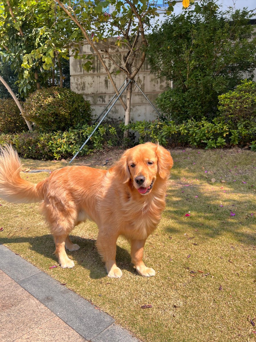 可爱的狗。
#爱