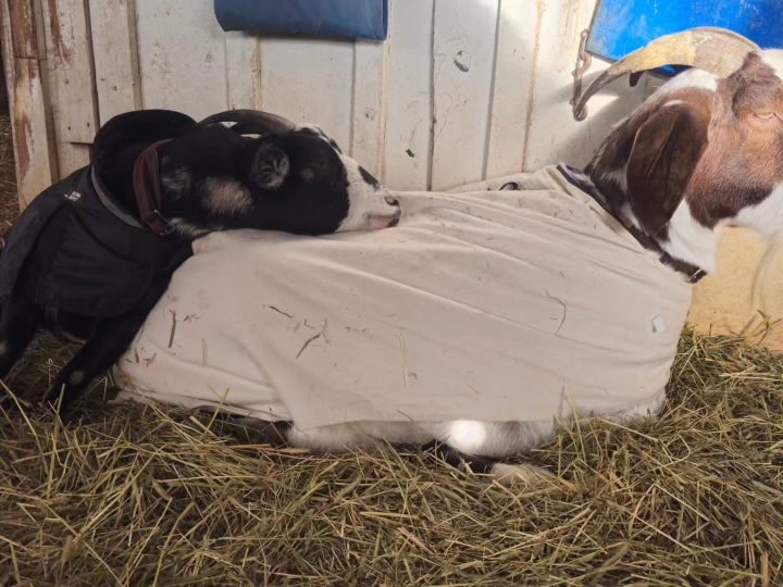 Jeffreybarngoat's tweet photo. I found a new friend 😍⁦@LaurelPark⁩ ⁦@cibelliracing⁩ #love https://t.co/uE14Jx5Blx