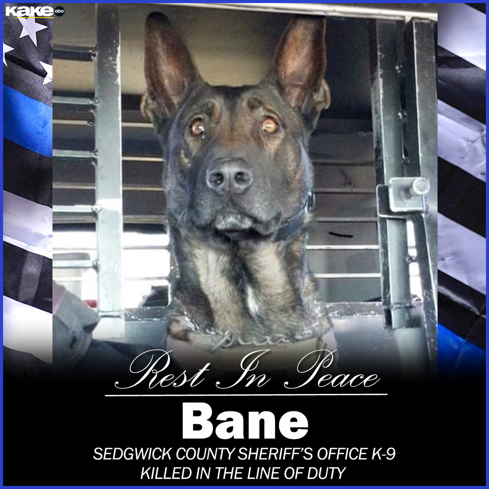 END OF WATCH 💔 @SGCountySheriff Jeff Easter confirms K-9 Bane was strangled to death by a robbery suspect in a storm drain this afternoon.

Bane used to be with @WichitaPolice. His former handler, Officer Daniel Gumm, died of cancer last year. bit.ly/3sBhkCU #KAKEnews