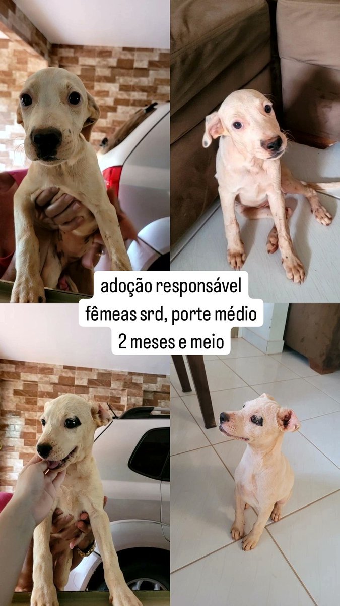 nartiagaa's tweet photo. oi gente, ajudem essas bbs conseguirem um lar 🙏🏻🙏🏻 https://t.co/lALD5sewAb