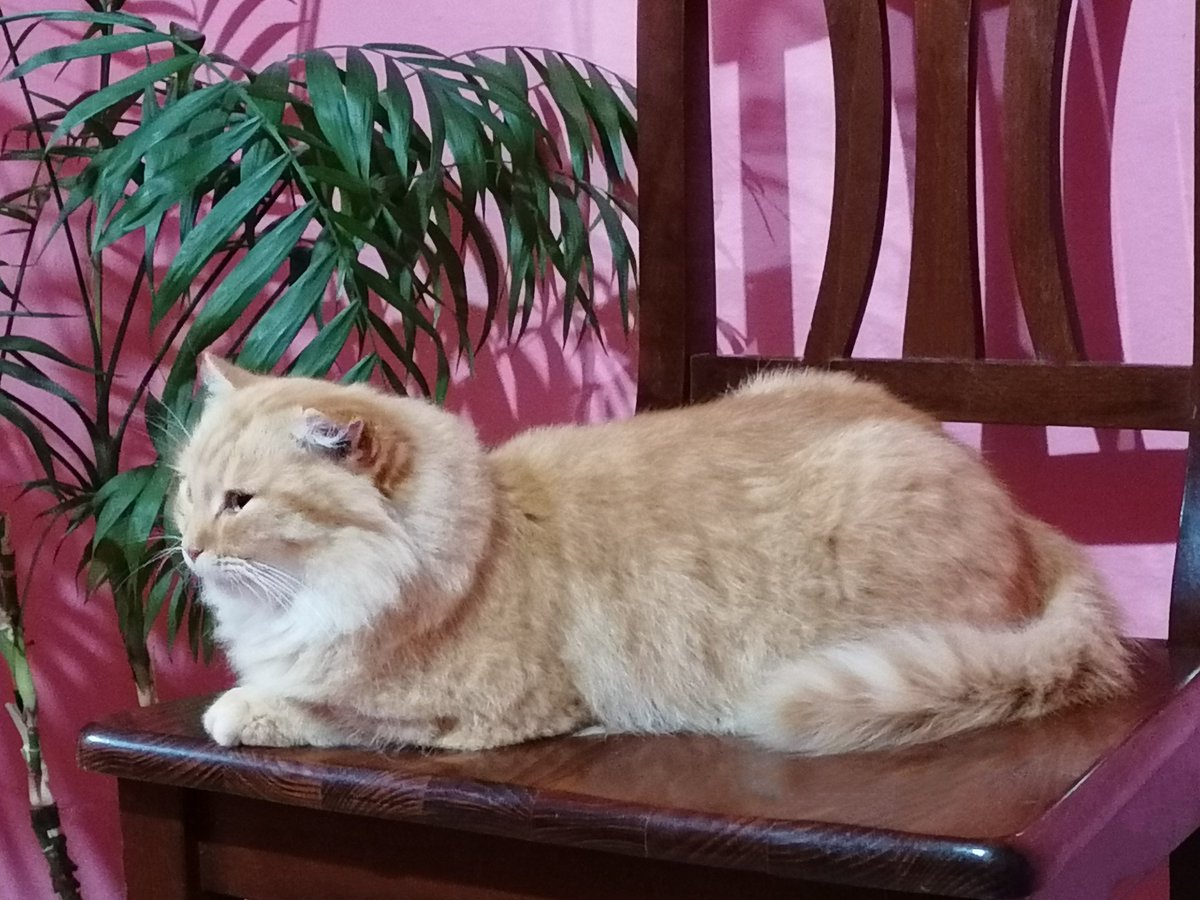 AGiuliaFiorillo's tweet photo. Trova le differenze 😜😹
🐈🍞🐈🗿
🧡
#gatta #lamiagatta #trasformazioneinatto #ahaha #pagnotta #loafcat #sfinge #uguali #scherzando #bellalei https://t.co/xKZnDku702