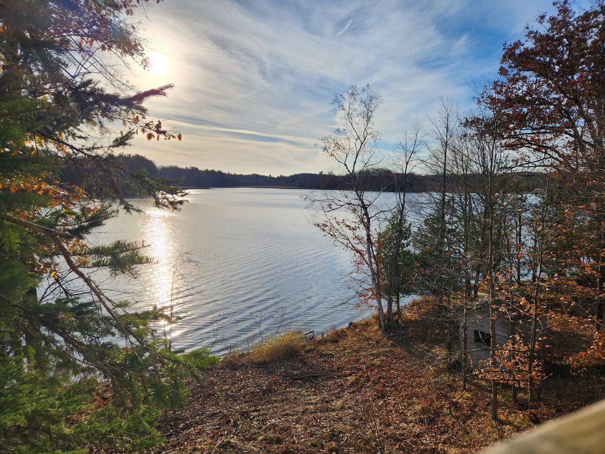 Beech trees came down today. A new vista but I'm very saddened to see them  gone.