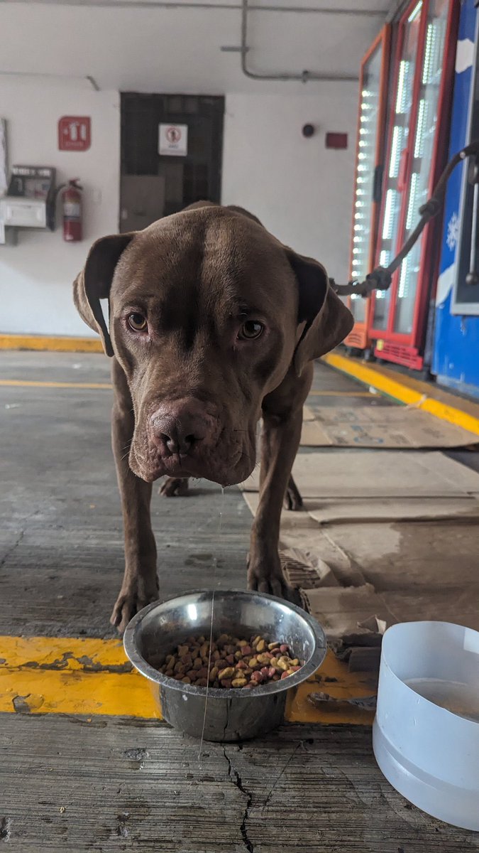 Alina_Gag's tweet photo. Comparto texto y fotos de @marianin7 (info con Ella) 

Hola! Me llamo BUSTER, soy un perro muy tierno, me gusta mucho jugar, pienso que aún soy un bebe, aún que tengo 3 años. Tengo energía y me encanta salir a caminar y jugar con mis juguetes.
Las personas que me encontraron me https://t.co/qDV5h4azaL