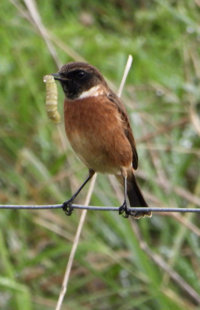 Stonechat’s breakfast @spurnbirdobs this morning.