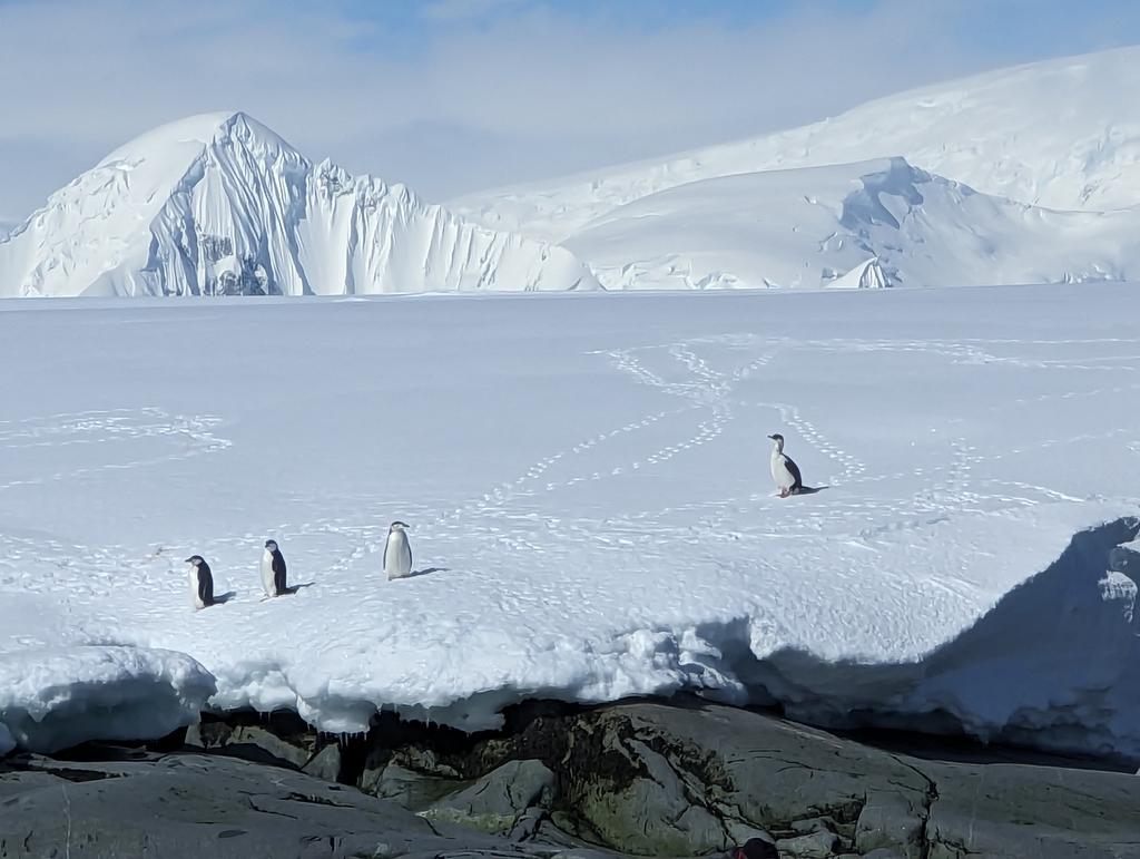RebeccaCarrotte's tweet photo. Cathedrals of ice in the Bellinghousen Sea. Beautiful #bluesky day #emmapenguin #Antarctica #ice #HBantarctica2023 @AbertayUni @DundeeSciCentre @DiscoveryDundee @Insights_CEO @Insights @ScotSAGES https://t.co/Ajbm2TQqwZ