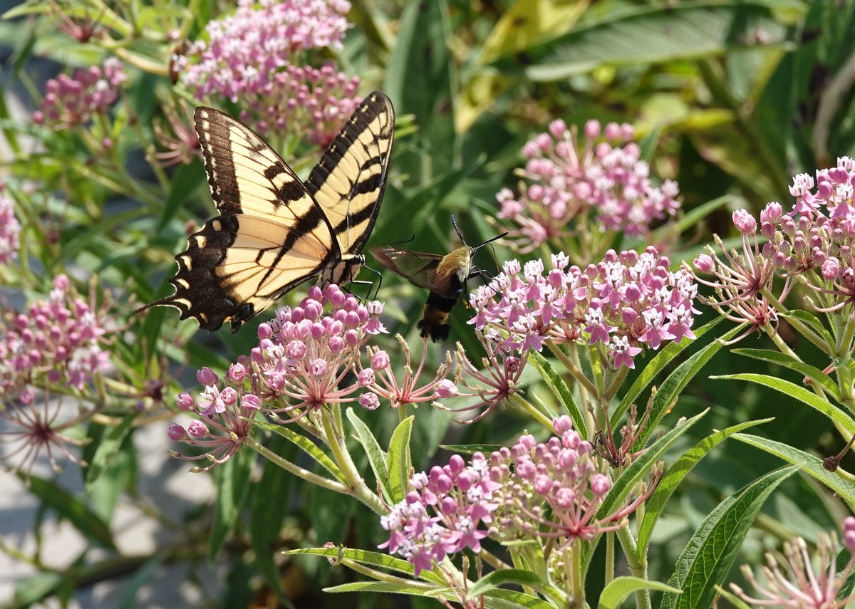 We're celebrating 50 Years of Protecting Endangered Species! In honor of this milestone, we're creating a 'Time Capsule' to be opened on the 100th anniversary of #ESA. What should future generations know about our efforts in this era? #ESA50 📸 Erin Huggins/USFWS