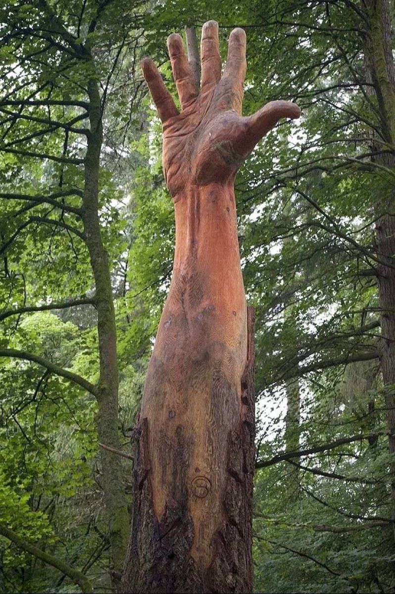 🌳 Il y avait cet arbre au Pays de Galles qui avait 124 ans, il avait dépasse la hauteur  d'un bâtiment de 20 étages ! 

Mais il a été endommagé et coupé en deux dans une tempête et devait être déraciné...

Alors l’artiste Simon O’Rourke a sculpté ce qui restait de l'arbre avec