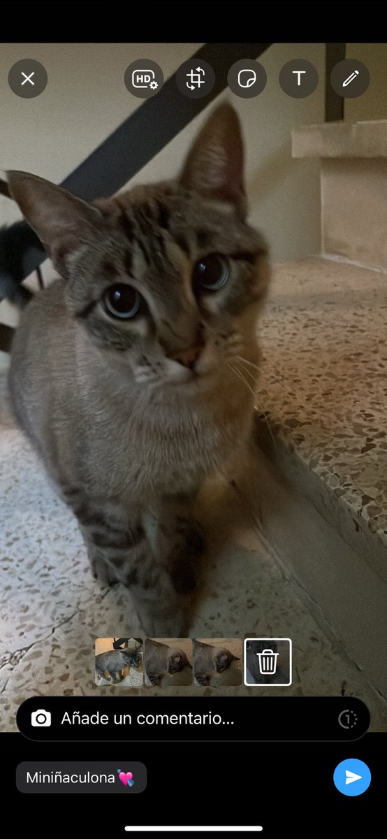 ainhoaguijarro's tweet photo. Me he encontrado un gatito de color grisáceo en la plaza los pinos frente de la universidad tiene que ser de alguien porque es muy cariñoso y lo llamas y te hace caso si es de alguien por que se ha perdido que me hable no he podido quedármelo por que en mi casa somos alérgicos RT https://t.co/Ri4lt6wafS