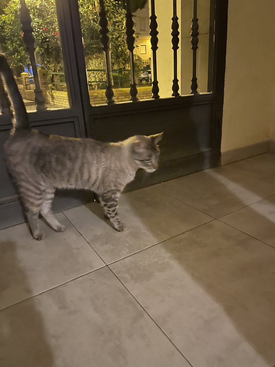 ainhoaguijarro's tweet photo. Me he encontrado un gatito de color grisáceo en la plaza los pinos frente de la universidad tiene que ser de alguien porque es muy cariñoso y lo llamas y te hace caso si es de alguien por que se ha perdido que me hable no he podido quedármelo por que en mi casa somos alérgicos RT https://t.co/Ri4lt6wafS