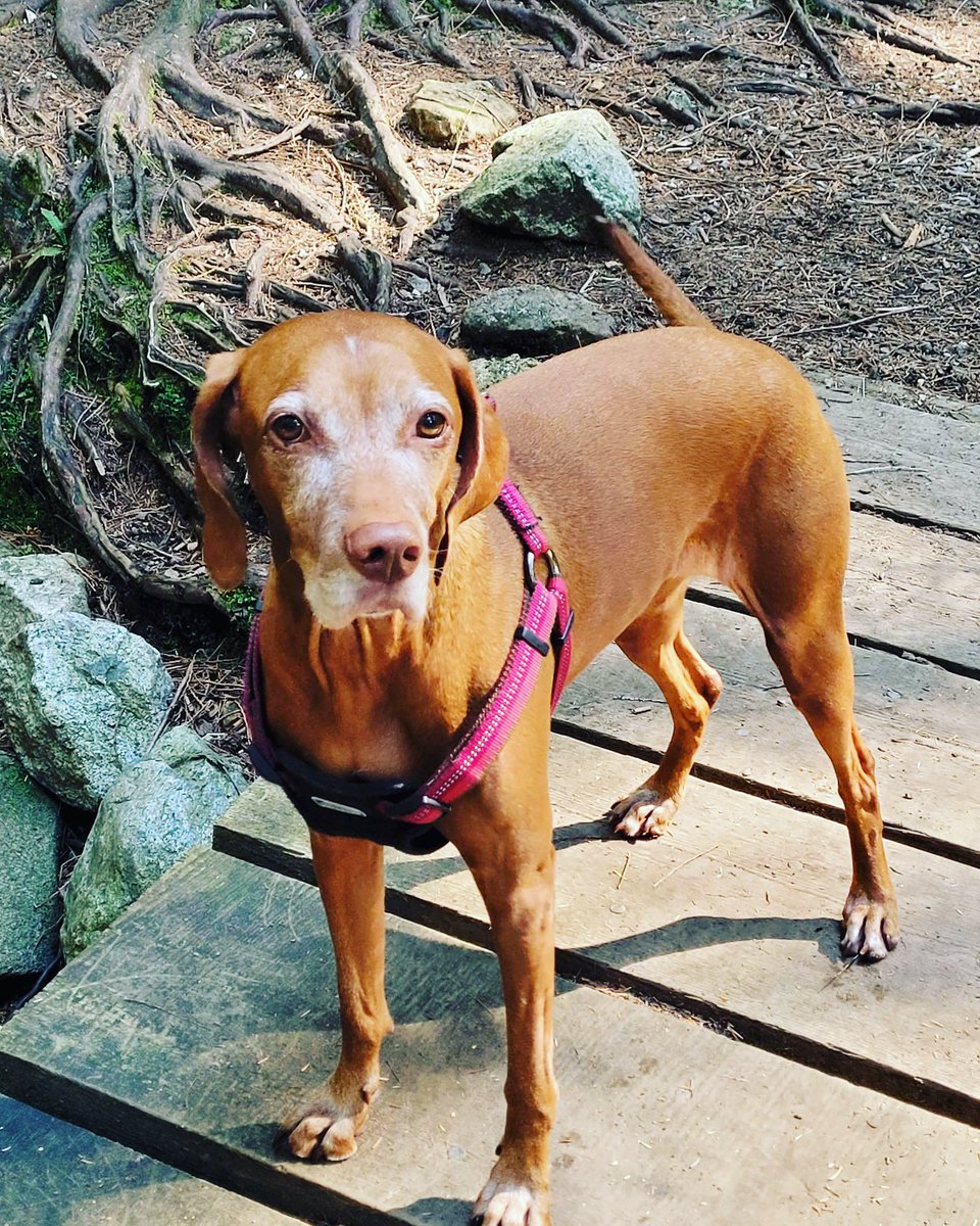 🥳🥳We still have few boarding spots available for the Christmas, get ready for the Christmas holiday! 🐾Check out our website for more information: releasethehounds.ca

.
.
.
.
.
.
.
.
.
#dogwalking #dogwalkinglife #dogwalkingservices #dogwalkingadventures #dogs #