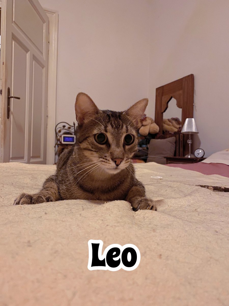 TheMewDiaries's tweet photo. Me (Leo) on catnip due to ma catnip mouse πΉ Even Mums phone became interesting as a potential toy πΉπ
#cats #cat #catsoftwitter #catsofx #catsonx #tabbycats #tabby #tabbycatsofx #tabbycatsoftwitter #catnip #playing #playingcats #cattoy #catlife #curious #home #kitty #cute #katzen #katze