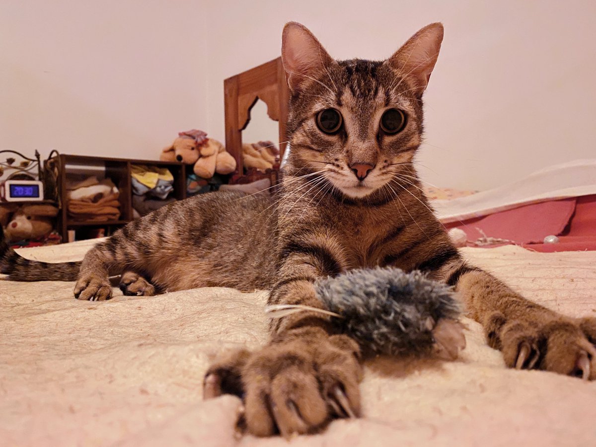 TheMewDiaries's tweet photo. Me (Leo) on catnip due to ma catnip mouse πΉ Even Mums phone became interesting as a potential toy πΉπ
#cats #cat #catsoftwitter #catsofx #catsonx #tabbycats #tabby #tabbycatsofx #tabbycatsoftwitter #catnip #playing #playingcats #cattoy #catlife #curious #home #kitty #cute #katzen #katze