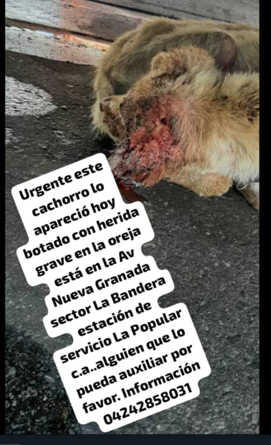 Reportan que este cachorro apareció con herida grave en la oreja, está en la Av Nueva Granada sector La Bandera estación de servicio La Popular Caracas... Alguien cerca que lo pueda auxiliar por favor. Información 04242858031