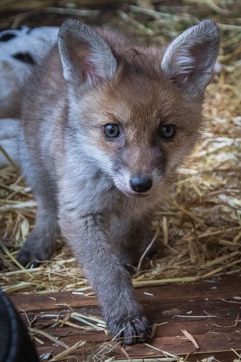 Are guard hairs and the sweetest face in all of the animal kingdom enough to secure #foxoftheday ⁦@ChrisGPackham⁩ for little Dora? She broke my heart and I think of her every day.Each wild creature is perfect,no matter how imperfect they turn out to be RIP little one