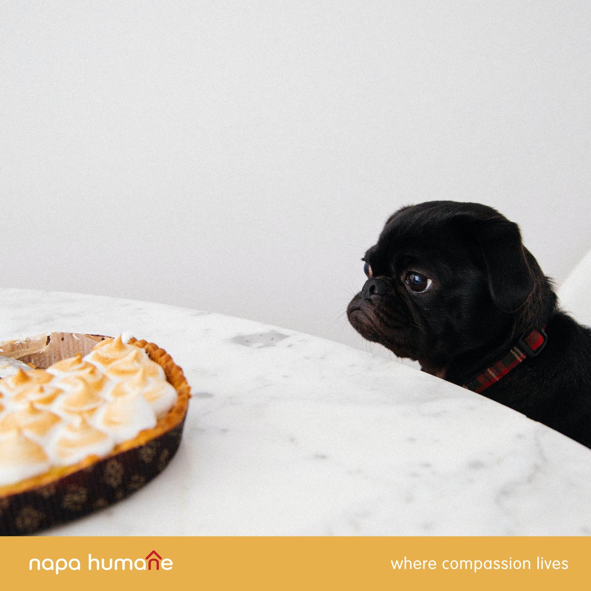 Keep Your Pets Safe this Thanksgiving! 🚫🦃
As we gather to give thanks and indulge in a feast, it's important to remember that some Thanksgiving foods can be harmful to our beloved pets. ❤️
Instead, treat your pets to pet-safe snacks and share your love, not your leftovers.