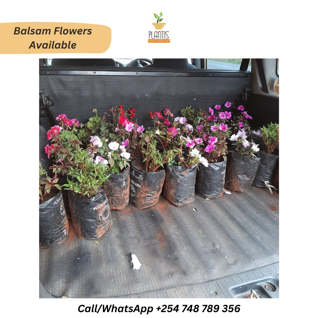Packing a customer's #flower order. Their compound is about to be beautiful😍. Get yours today #landscaping
Call/WhatsApp 0748 789 356.

We are located in the below locations:
1. Along Eastern Bypass in #Membley near #Ruiru
2. Kamiti Corner near #TatuCityHome and #KijaniRidge