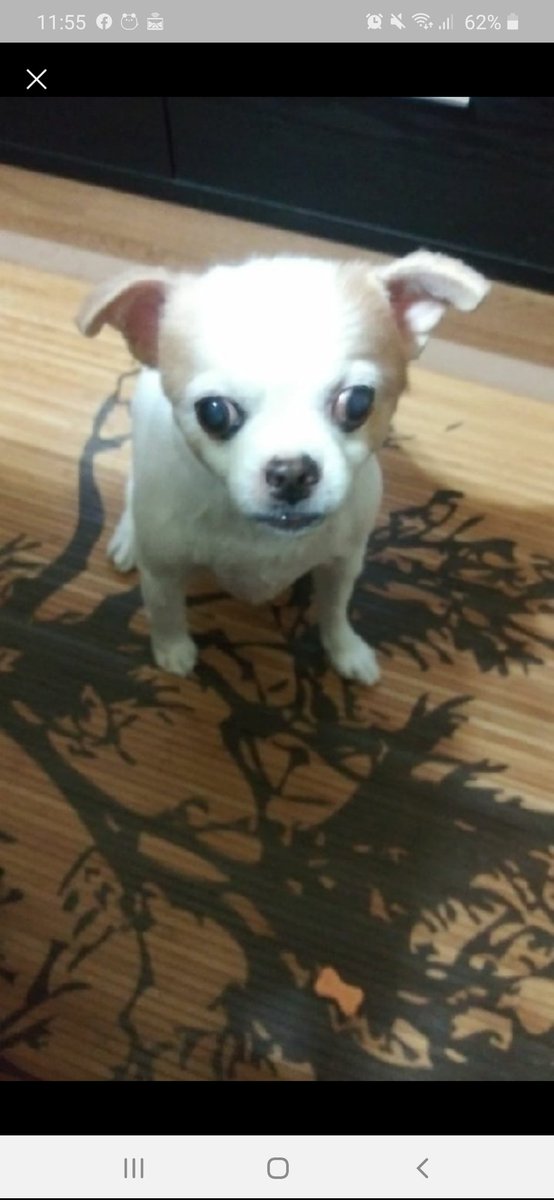 すぅちゃんの月命日。来月は1周忌。早いなー。お空で遊んでるかー？いたずらしてるだろうな。自分の中でぬぐえない悲しみと後悔もあるけど、人一倍に尊く思い続けるよ。
#秘密結社老犬倶楽部　#ラインスタンプ　
#artconnection　#アートコネクション