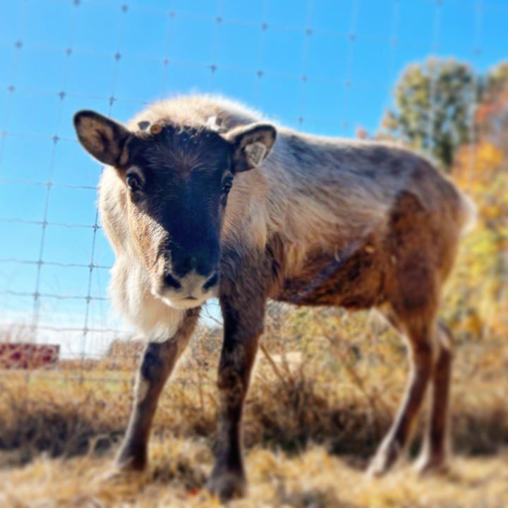 Welcome to The Reindeer Farm, Nitro Christmas! This little guy is like a shot of Nitro Cold Brew ☕️ he’s full of energy and can’t wait to meet his new friends tomorrow when the farm OPENS for its fourth season! 

Visit thereindeerfarm.com to purchase tickets! 🎄

#Visitbgky