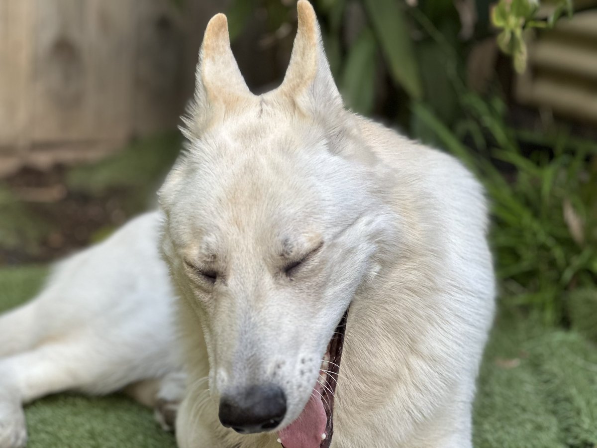 Dan Pentz tweet media