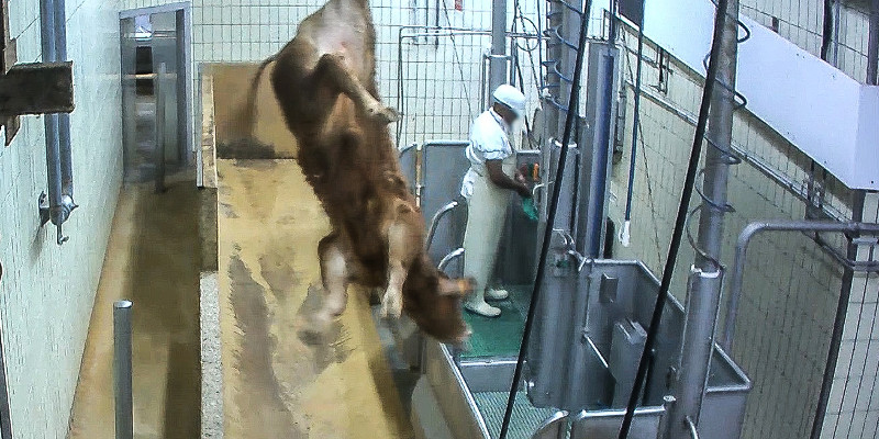 Je ne sais pas si un  jour notre société pourra 

comprendre qu'aucun animal ne mérite cela.