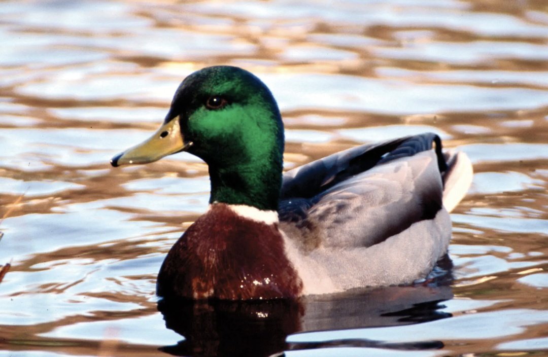 sleepy kate 😴 tweet media