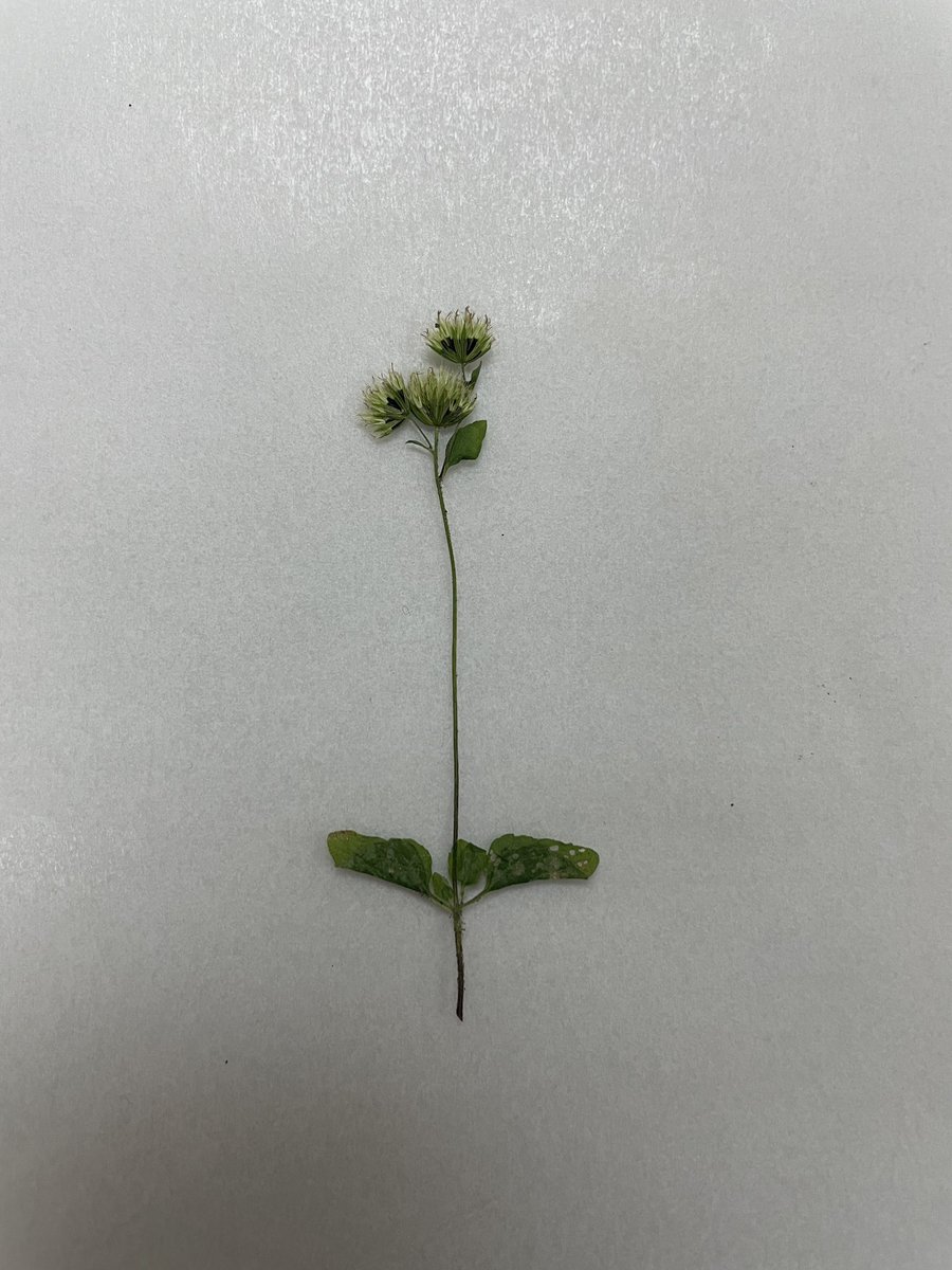 ubi_my's tweet photo. These are _Ageratum conyzoides_, a goatweed that has been pressed in three different ways. Cer teka which is pressed by books, microwave, and iron. 

For those that has signed up for our Serampai Rumpai program, expect a reminder email later today. See you tomorrow! https://t.co/aKBj4Tk6Rc