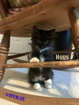 time4kind's tweet photo. Dear #Resisters,
Hugs. 
#SpaceKittens have come to Save Us! https://t.co/MMpjJV62Ys