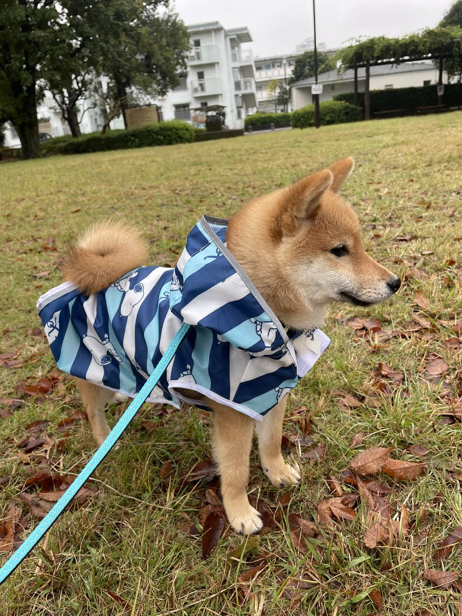 カッパをかぶせても、いつの間にか出ている主張の強いしっぽ🥰#豆柴 #柴犬 #柴犬のいる暮らし #犬好きさんとつながりたい