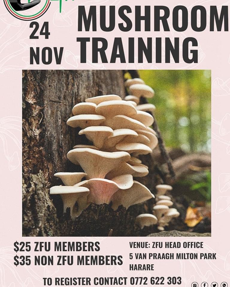 ndakaripa's tweet image. Mushroom training - 24 November 2023 at @zfu_official offices in Harare. @peezack @cmashx @babatafi @hovegeorge