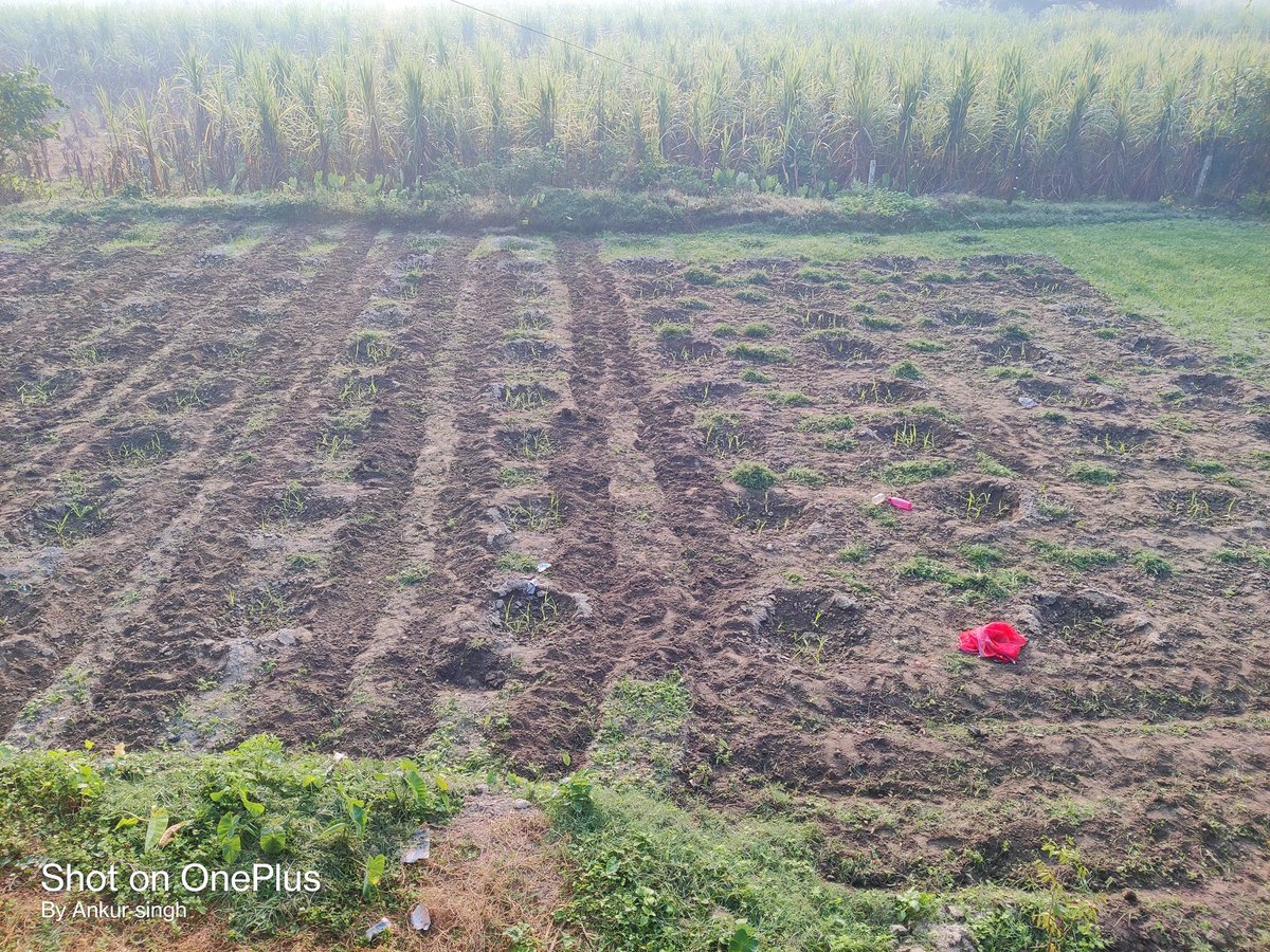 shridwarikafarm's tweet photo. गन्ना + लहसुन ( मानसून बुवाई ,वर्टिकल बड प्लांटेशन – 1 acre )
शरदकालीन बुवाई ( 5 acre )
गन्ना + आलू , गन्ना + गोभी , गन्ना + मटर  , गन्ना + सरसो
रिंगपिट बुवाई ( 1 बीघा )
गन्ना + ब्रोकोली , गन्ना + शिमला मिर्च
@UPCane @BaghpatDco @cdcnajibabad @Priyanka75 @VKshukl83932426 https://t.co/8BgVfVtMDt