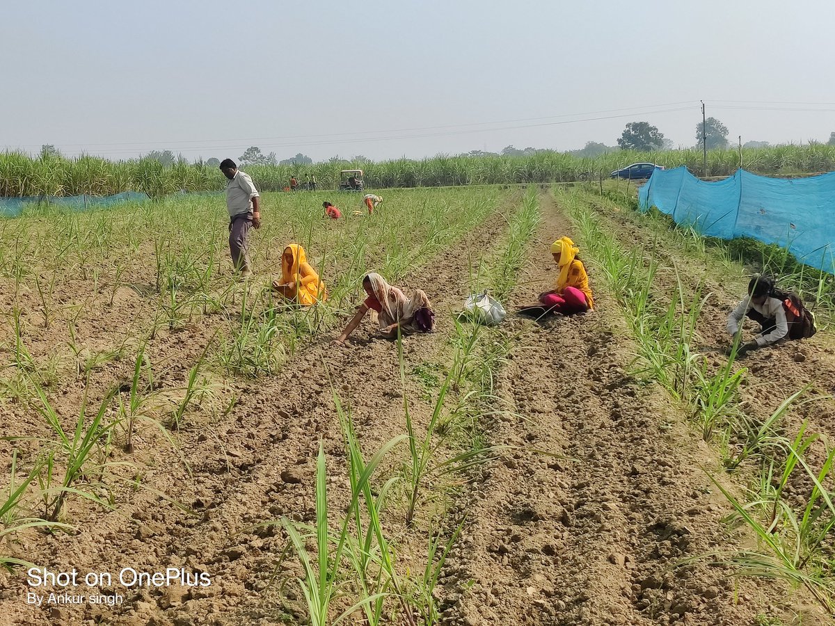shridwarikafarm's tweet photo. गन्ना + लहसुन ( मानसून बुवाई ,वर्टिकल बड प्लांटेशन – 1 acre )
शरदकालीन बुवाई ( 5 acre )
गन्ना + आलू , गन्ना + गोभी , गन्ना + मटर  , गन्ना + सरसो
रिंगपिट बुवाई ( 1 बीघा )
गन्ना + ब्रोकोली , गन्ना + शिमला मिर्च
@UPCane @BaghpatDco @cdcnajibabad @Priyanka75 @VKshukl83932426 https://t.co/8BgVfVtMDt