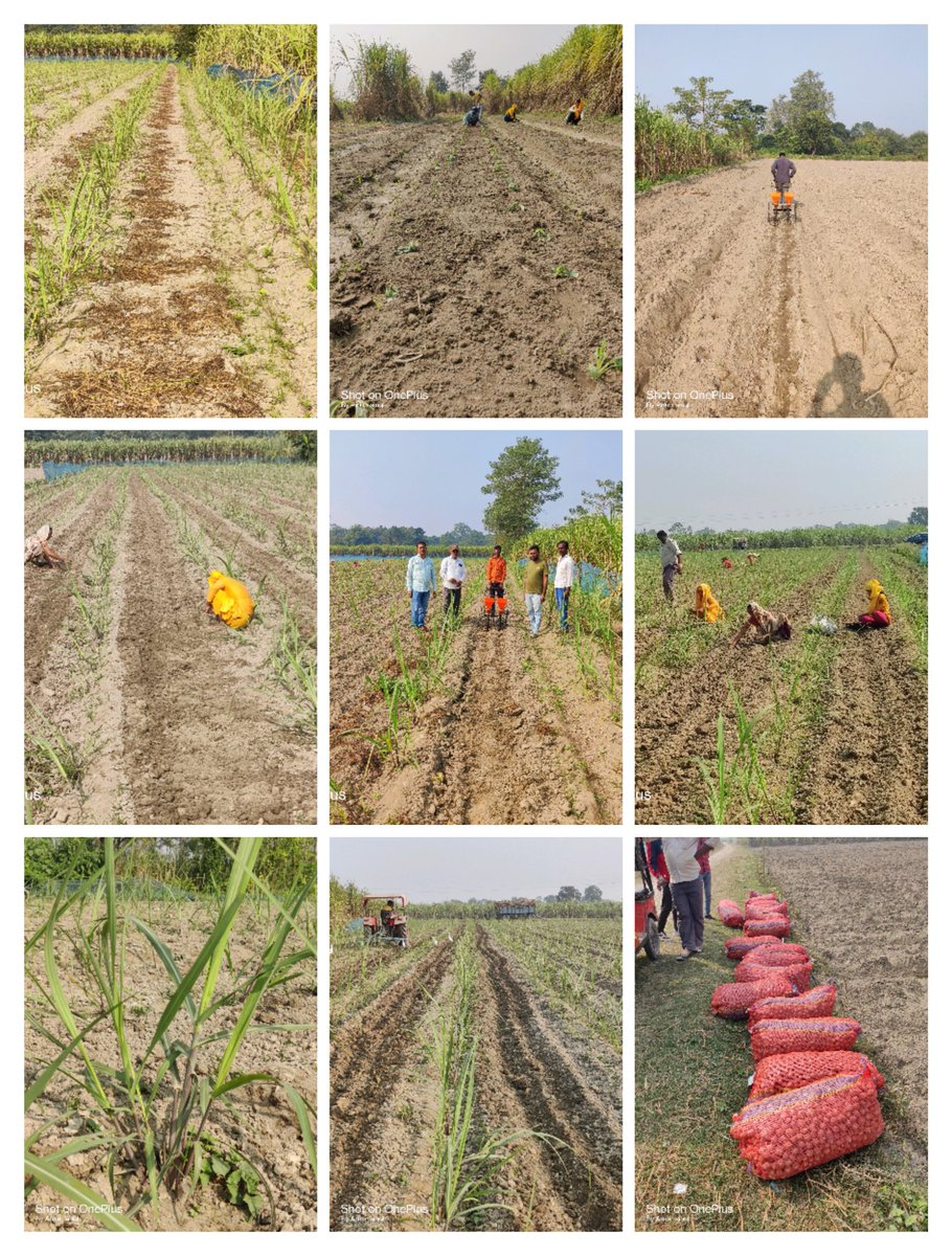 shridwarikafarm's tweet photo. गन्ना + लहसुन ( मानसून बुवाई ,वर्टिकल बड प्लांटेशन – 1 acre )
शरदकालीन बुवाई ( 5 acre )
गन्ना + आलू , गन्ना + गोभी , गन्ना + मटर  , गन्ना + सरसो
रिंगपिट बुवाई ( 1 बीघा )
गन्ना + ब्रोकोली , गन्ना + शिमला मिर्च
@UPCane @BaghpatDco @cdcnajibabad @Priyanka75 @VKshukl83932426 https://t.co/8BgVfVtMDt