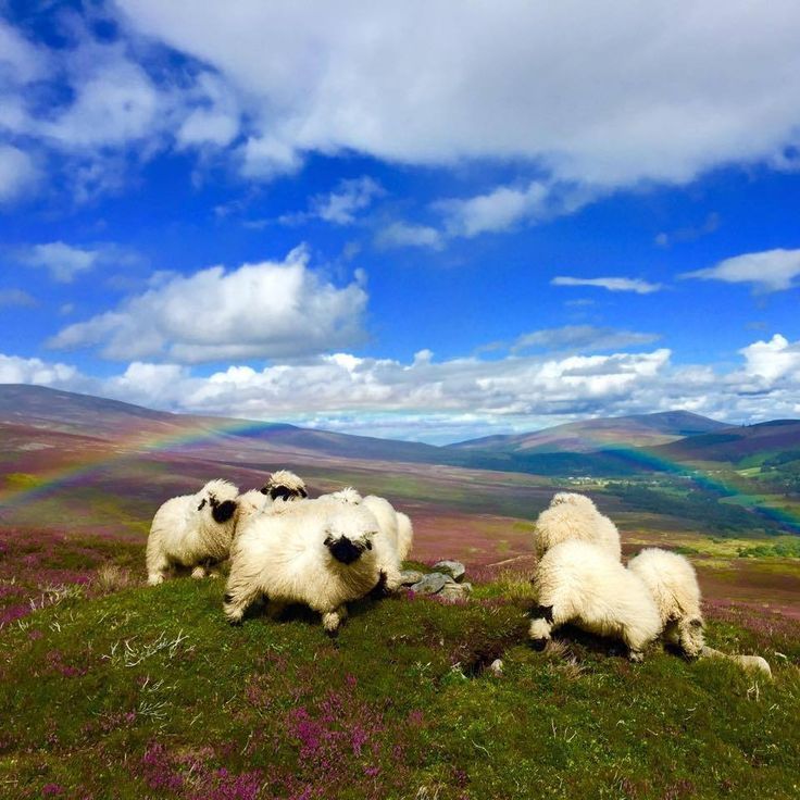 Sheep Daily 🐑 tweet media