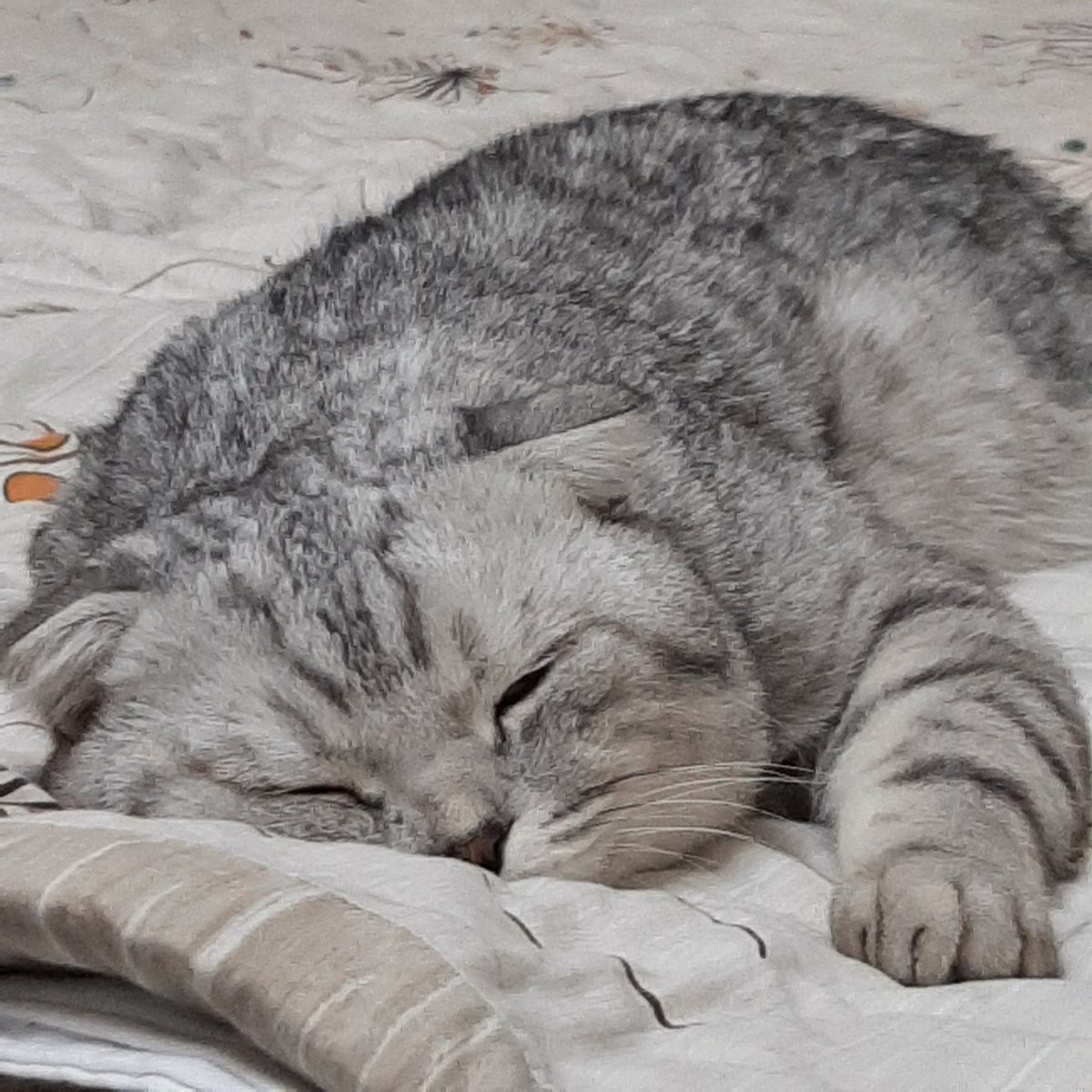 noshaggg's tweet photo. Доброго времени суток https://t.co/RQZ5OThAkk