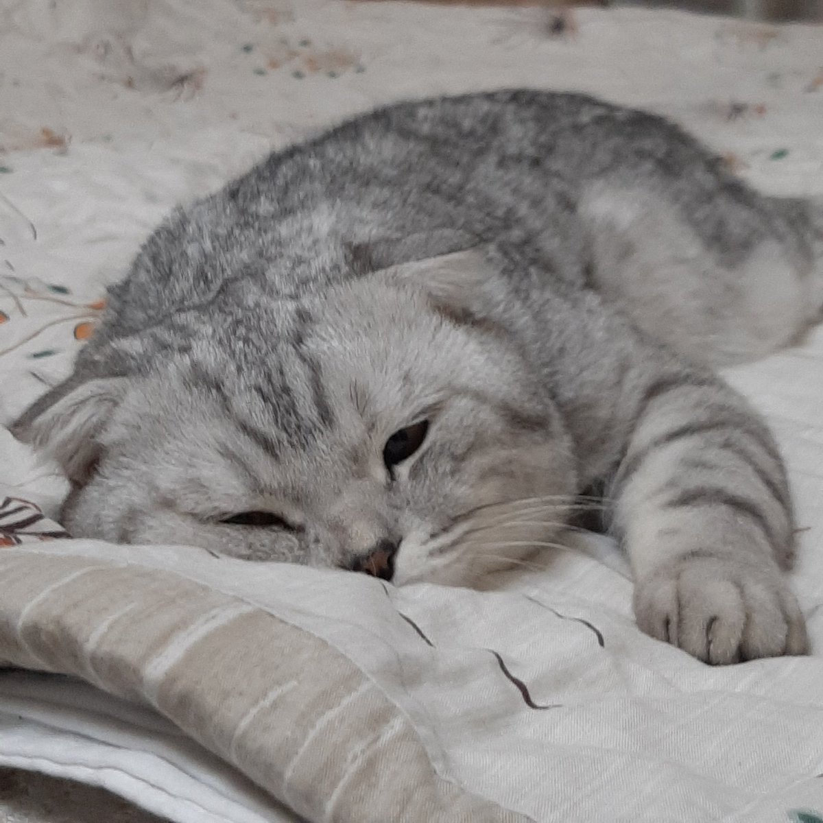 noshaggg's tweet photo. Доброго времени суток https://t.co/RQZ5OThAkk
