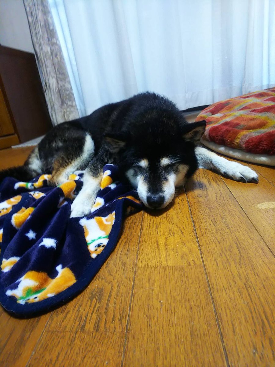 machaki0128's tweet photo. 無事に愛犬ナナが見つかりました。
心優しい方が保健所に連絡していただいて無事に家に帰ることができました。
家から1kmほど離れた場所に居たそうです。
ご心配とご迷惑をおかけしました。
皆さん拡散していただき本当にありがとうございました。 https://t.co/O8fr8ExGYf