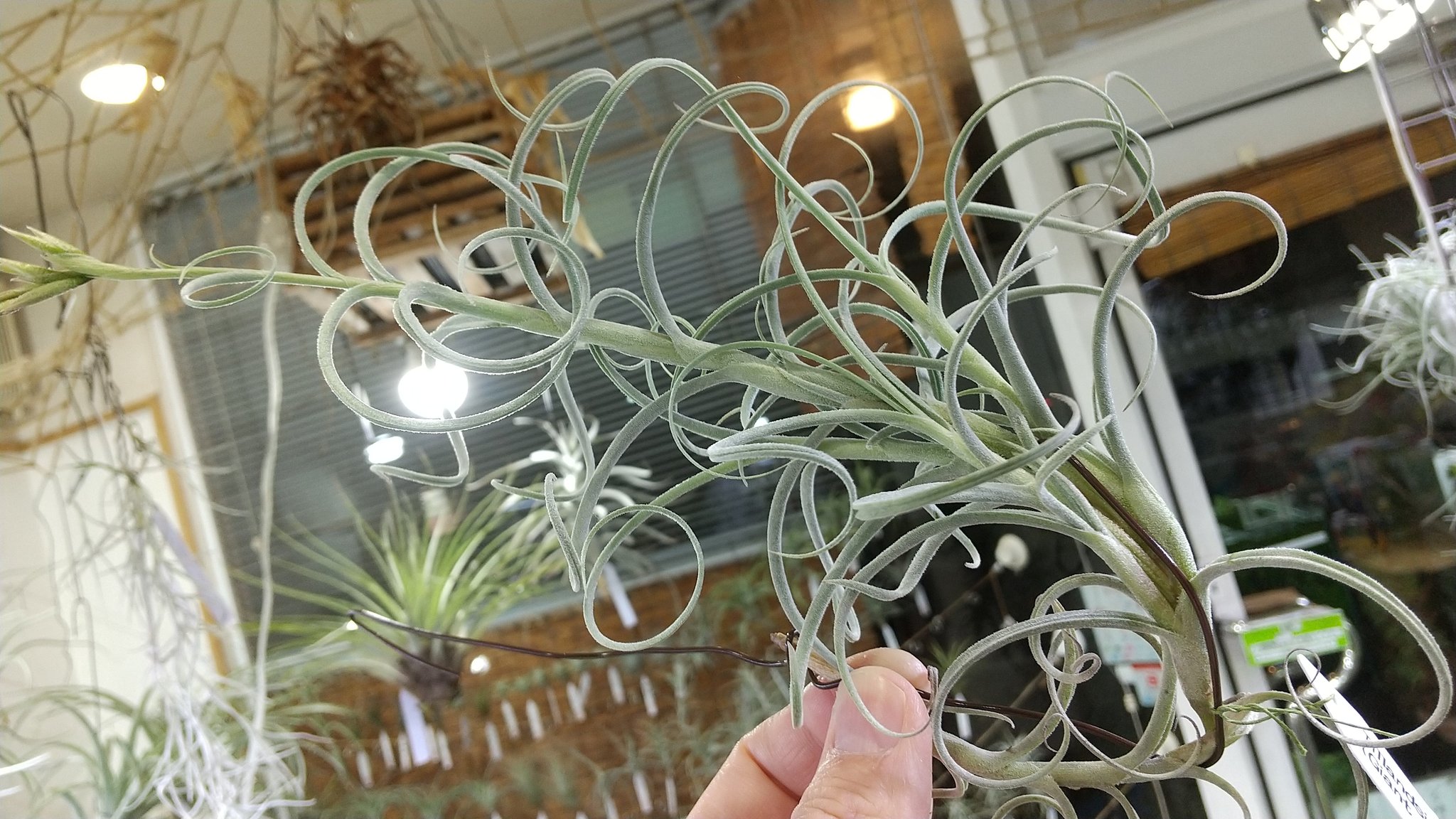 Tillandsia - crocata 'Large Form' (Fragrant) - Air Plant Decor