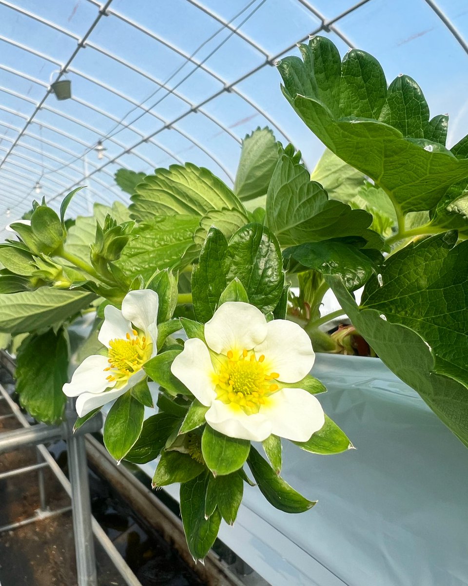 定植も終わり、花も少しずつ咲き始め、いちごがなってくれるのを待っている状態まできました🍓

2024年シーズンのいちご狩りの準備も着々と進めておりますので、詳細決まり次第、ホームページやインスタで告知していきます🌼

今シーズンも多くのお客様と会えることを楽しみにしています😊