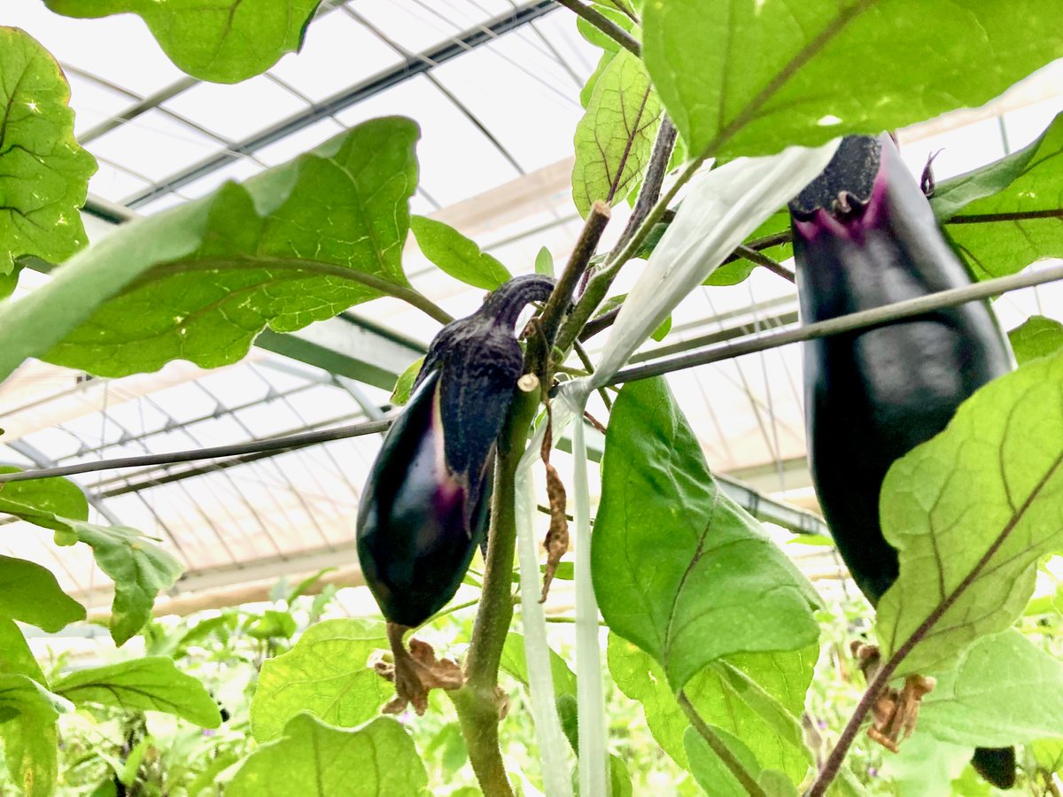 今日は11月17日🍁
毎月恒例17日は #国産なす消費拡大の日 です🍆
今日の晩御飯に茄子はいかがですか？