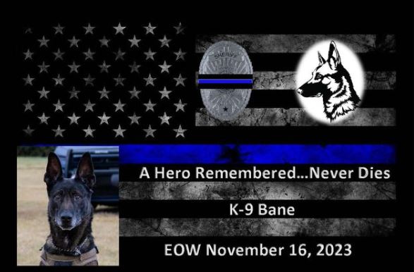 Bane, a K9 patrol service dog with the @SGCountySheriff Office, was killed in the line of duty Thursday afternoon...

ksn.com/news/local/sed…