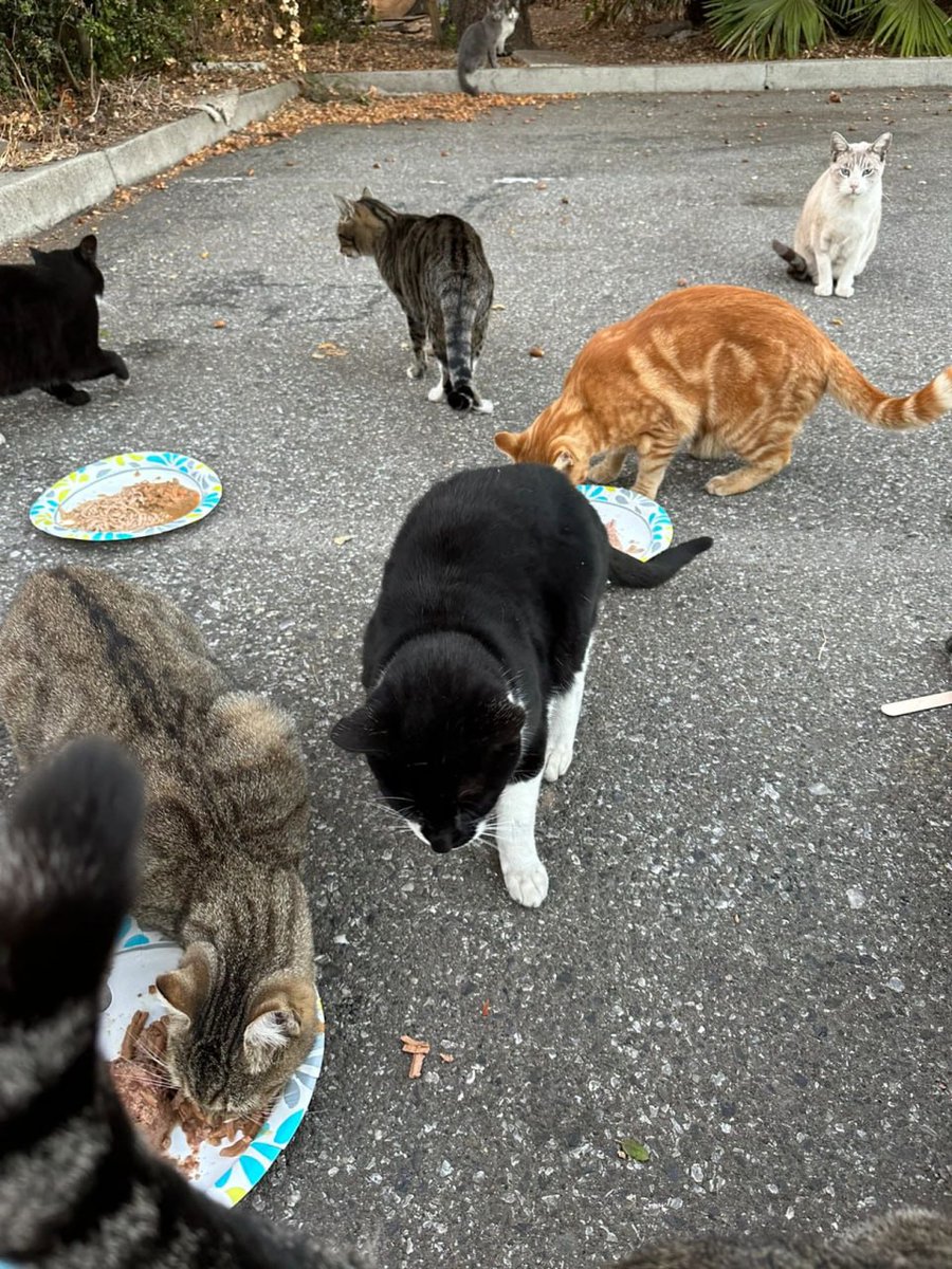 There are so many abandoned stray cats. Seeing them eating food happily, I think they are happy at this moment.