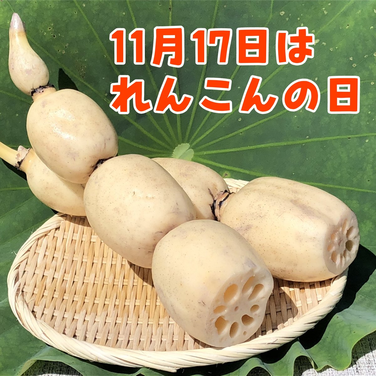 【本日11月17日は #れんこんの日 です！】
1994年11月17日に、土浦市で #れんこんサミット が開催されたことに由来しています。
皆さま、ぜひ11月17日には #土浦のれんこん を食べましょう！

#茨城県
#土浦市
#れんこん
#レンコン
#れんこんを食べよう