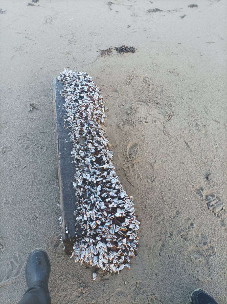 kerry_geo's tweet photo. Week 2 of #eggcase survey 2023-2024 behind me 💪 !There are some amazing new finds 😍 Look at the the #stalkedjellyfish that I found in a rock pool and #goosebarnacles #Lepasanatifera washed ashore near Banna, Co. Kerry https://t.co/H7wHjbt3kW